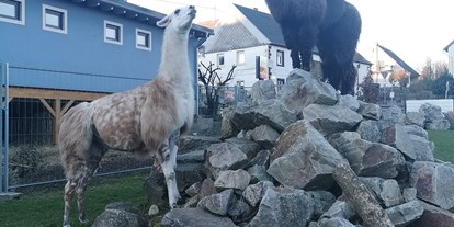 Eventlocation - Gastronomie: Essen-to-Go - Ausblick auf die Lamas und Alpakas aus dem Gastraum der AllerHand MietBar - AllerHand MietBar